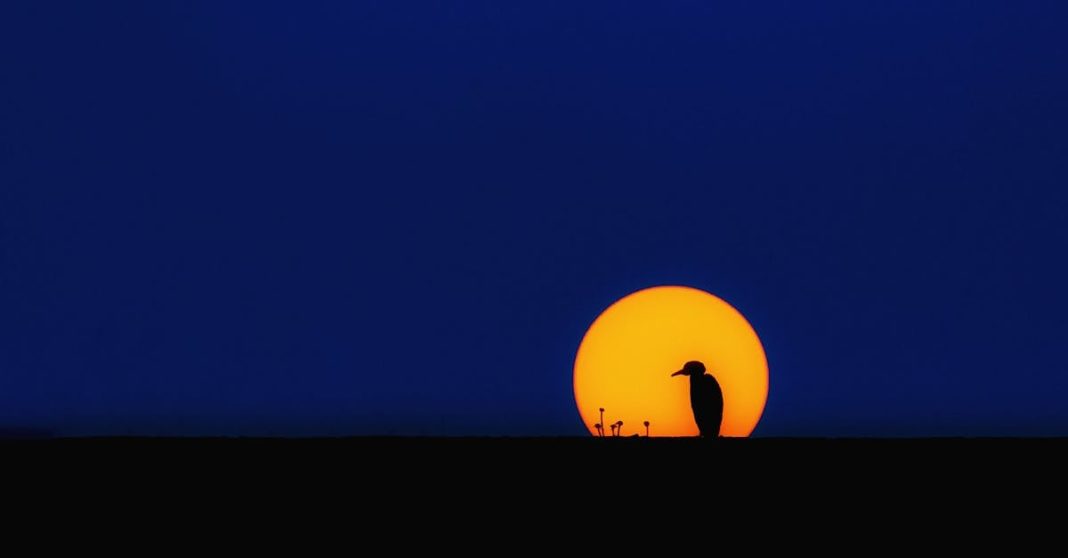 silhouette-bird-1